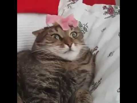 Flower crashes cat 2015 funny cat
