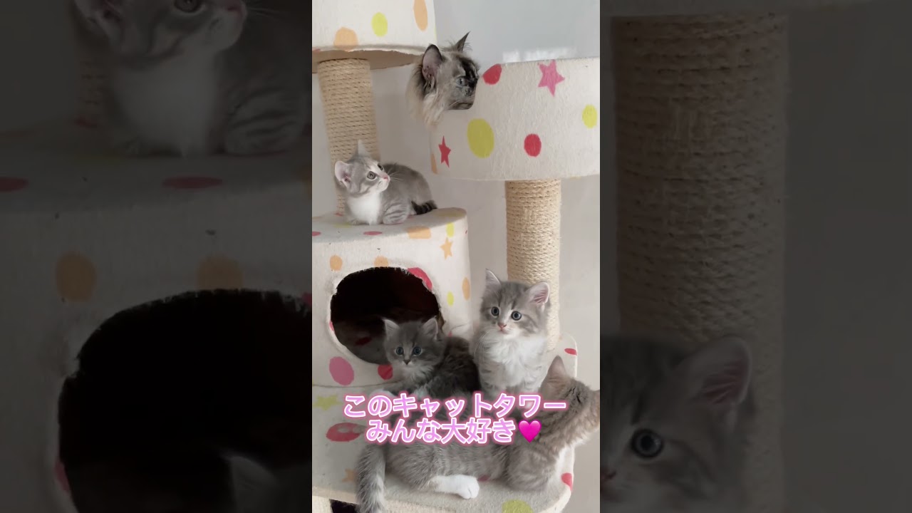 お茶目な短足マンチカンちゃん🩷 【お問合せ詳細は説明欄に記載あります】 #マンチカン #子猫 #ブリーダー直販 #猫 #猫のいる暮らし #ミヌエット #子猫販売 #ラパーマ #スクーカム #猫動画