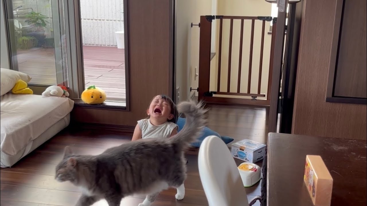 厄日だった赤ちゃんと一緒に過ごす猫　ラガマフィン　A cat spending a rough day with a baby