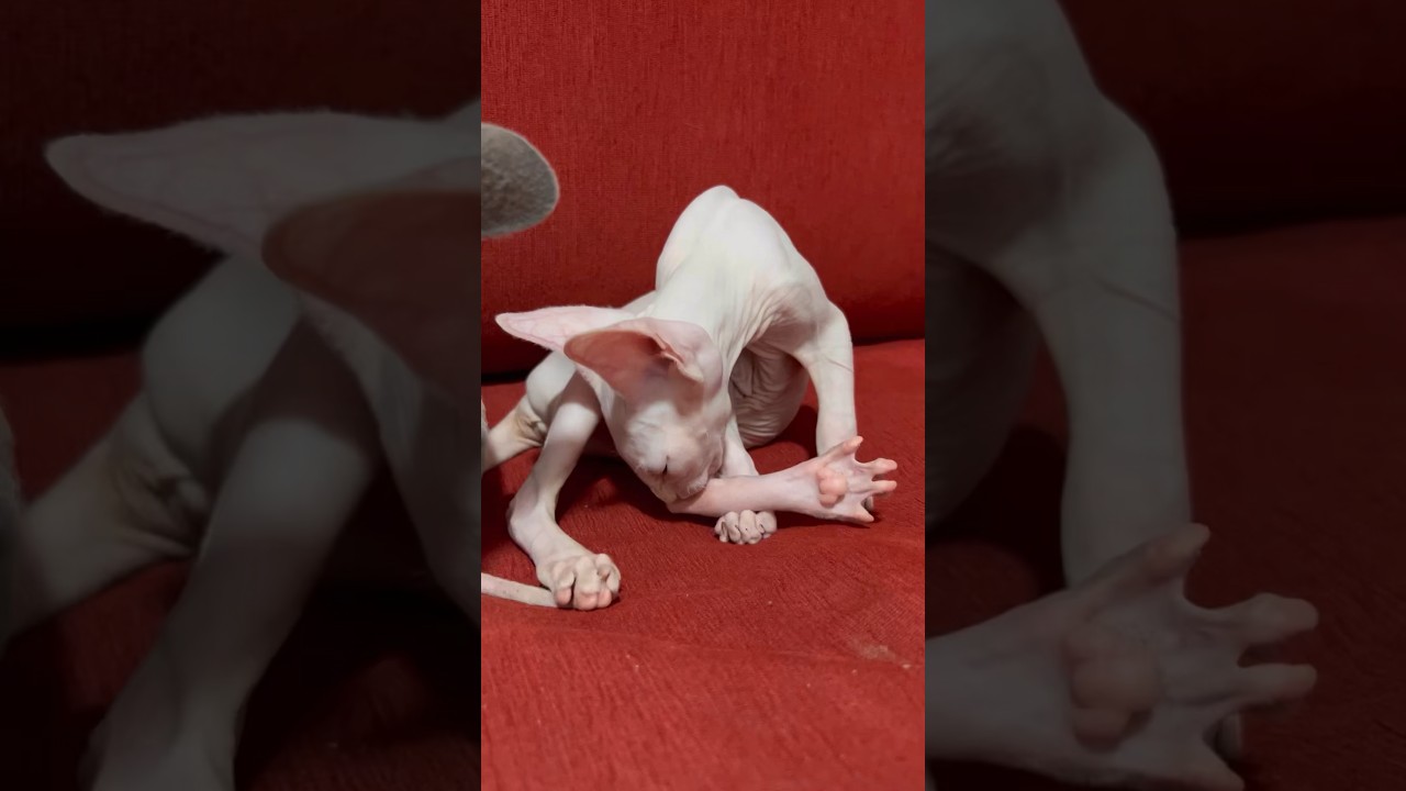 見て！毛のない子猫の立派な水かき【スフィンクス猫】