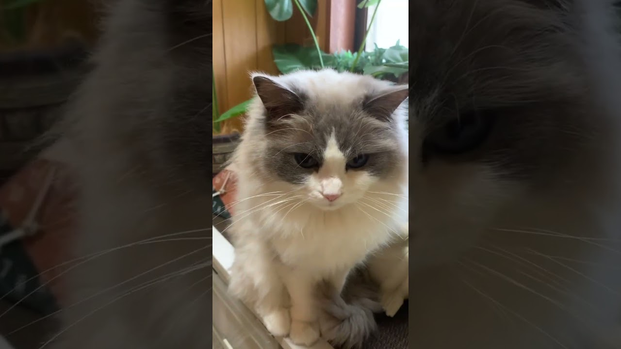 いつもついてくるラグドール 洗面所に行くと必ず見守ってくれている ragdoll ぬいぐるみ猫 人気猫種 三つ星グルメの猫 猫癒し動画 猫カフェ気分 猫動画 @minamin.ch.2022