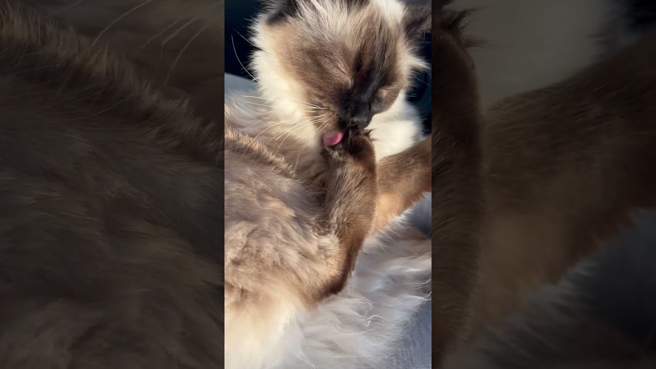 Purrfectly Clean