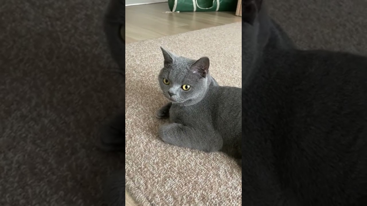猫の隣に寝転がってみた！！(ブリティッシュショートヘア)