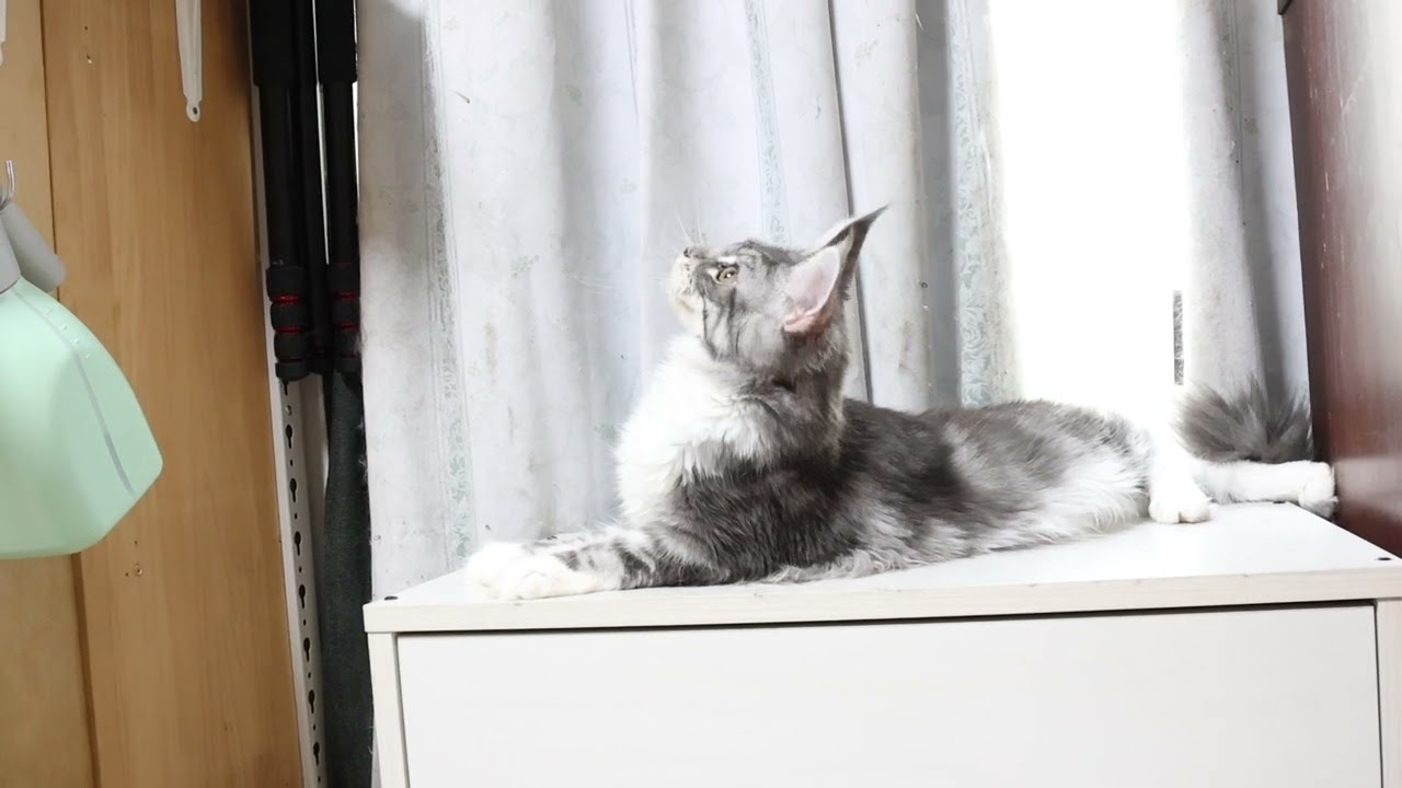 生後190日メインクーン子猫マリアちゃん