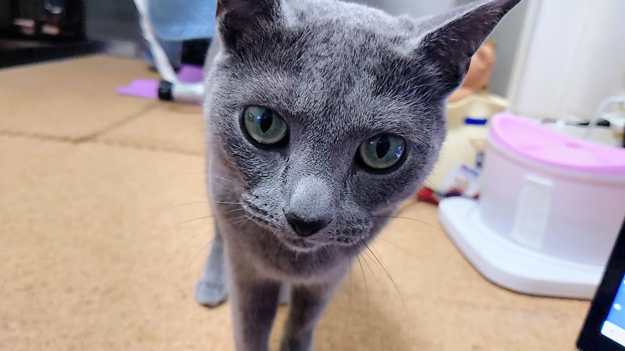 【猫動画】イタズラの瞬間は嫁に見せないロシアンブルー【russianbule】A Russian blue who doesn't show his pranks to his wife