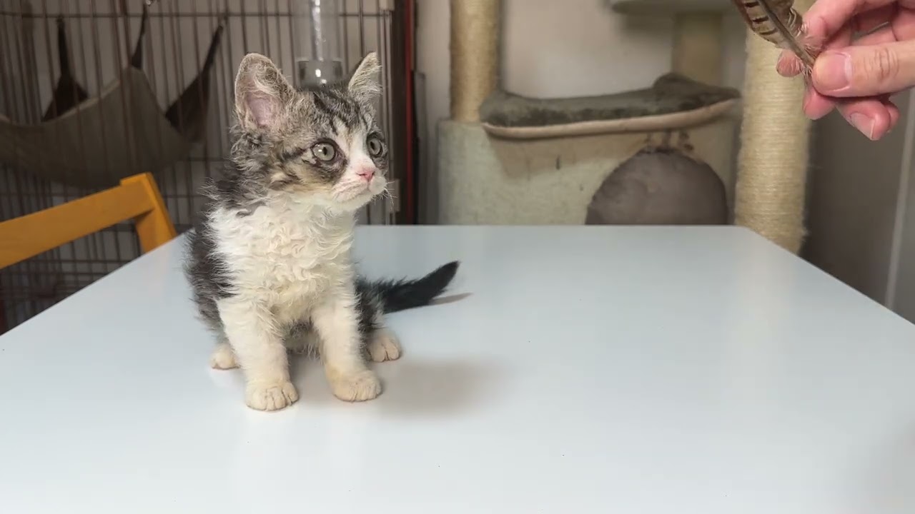 セルカークレックス（2023.4.6）