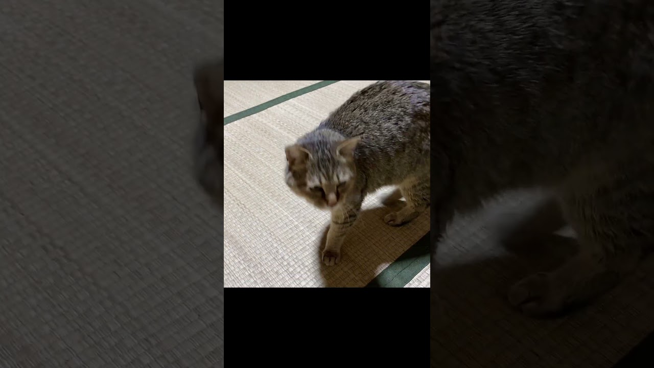主と半日ぶりに再会した瞬間大喜びする元野良猫 #shorts