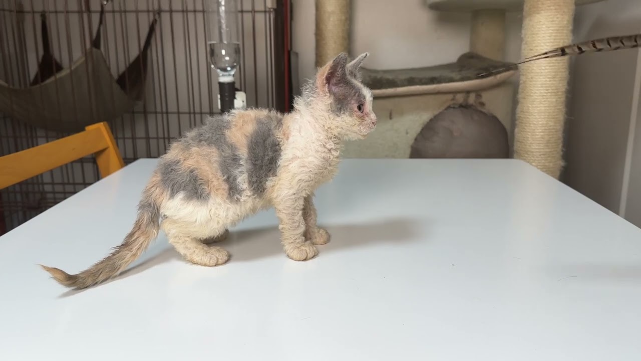 セルカークレックス（2023.6.2）