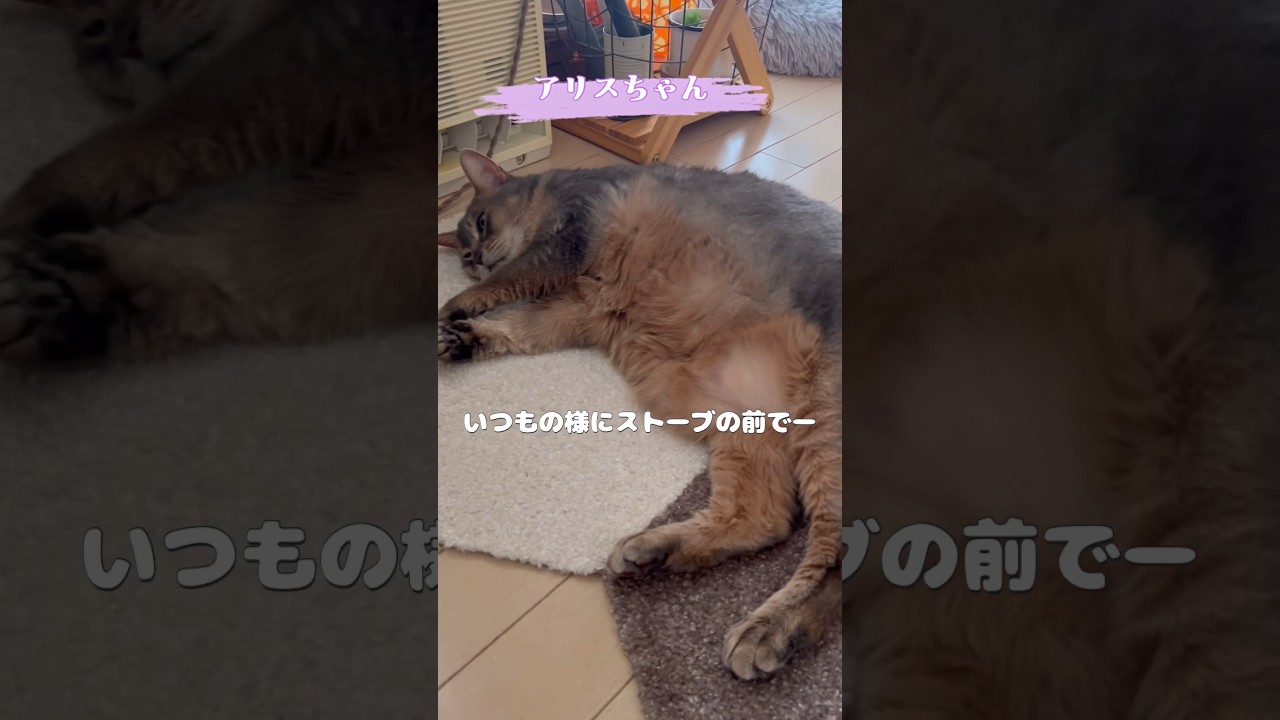 眠ってるの！？ #shorts #猫動画 #アビシニアン #cat #まな猫