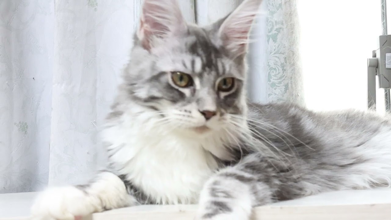 生後190日メインクーン子猫マリアちゃん