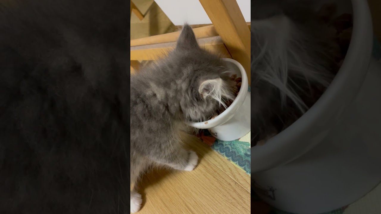 サイベリアン【食べる猫で成長比較・1年8ヶ月後】 #siberiancat