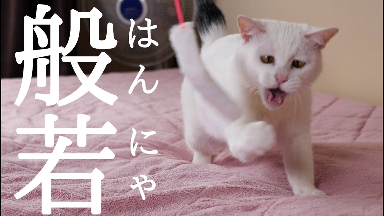 もふ猫とねこじゃらしで遊んでたら一瞬般若の顔をしてきた！