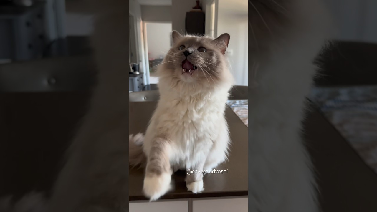 Yoshi passed the test