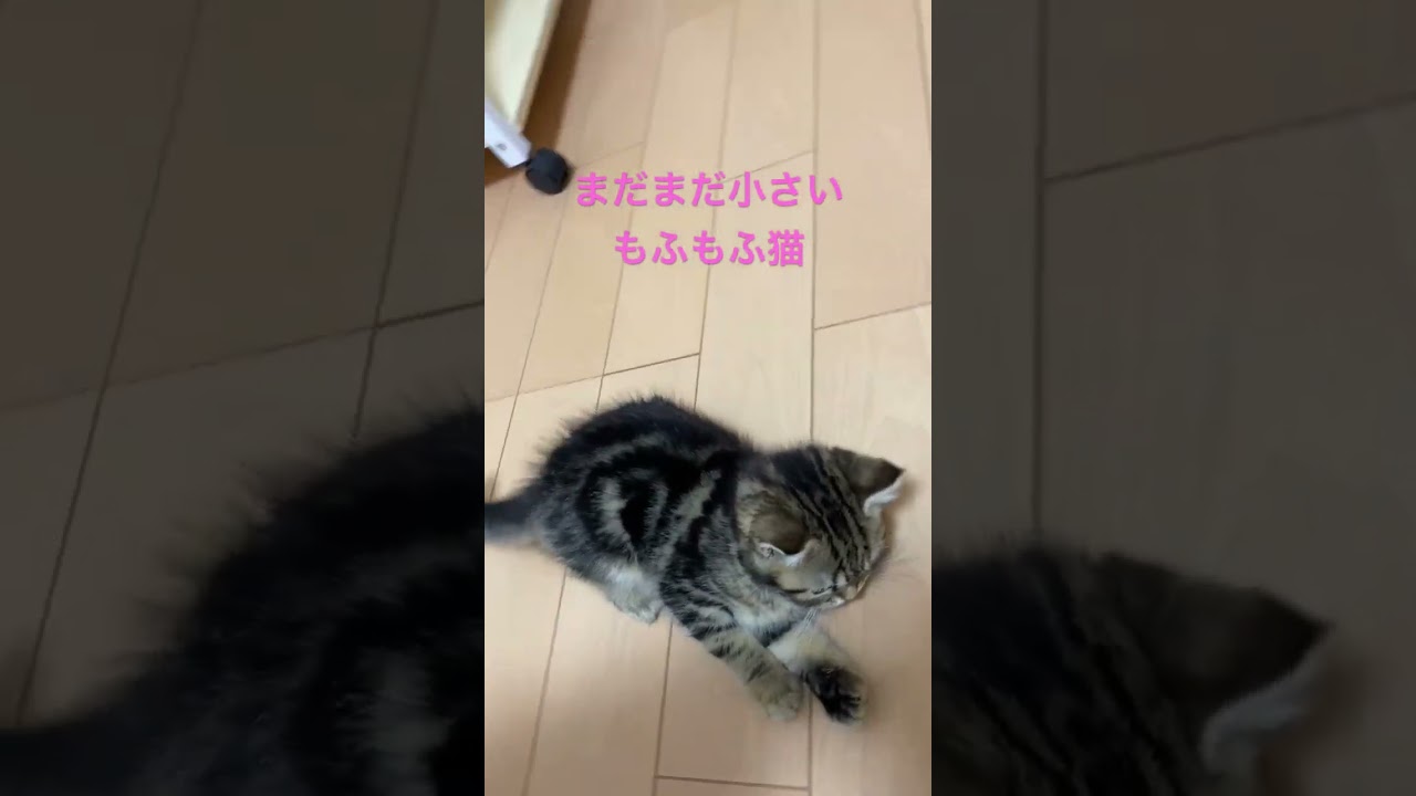 #スコティッシュフォールド #子猫 #男の子 #猫 #ねこ #甘えん坊 #ブラウンタビー #もなか #3ヶ月 #可愛い猫 #もふもふ