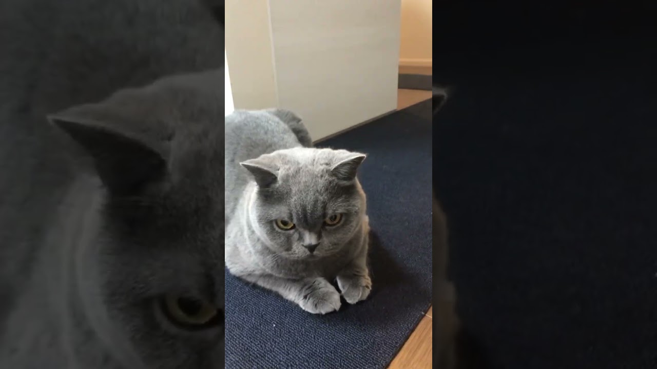 【猫】カメラが気になるししゃもさん #ブリティッシュショートヘア #猫 #cat #cute