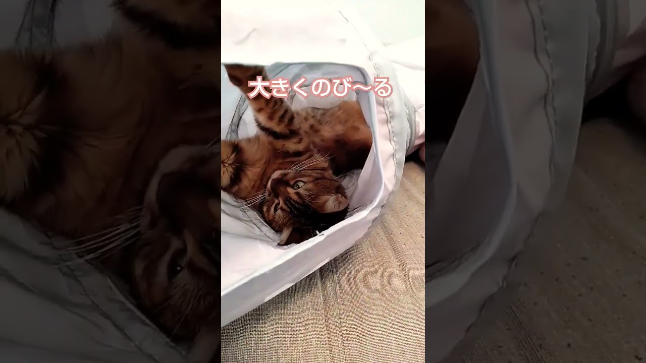ねこねこトンネルがお気に入りの寝床に　#shorts