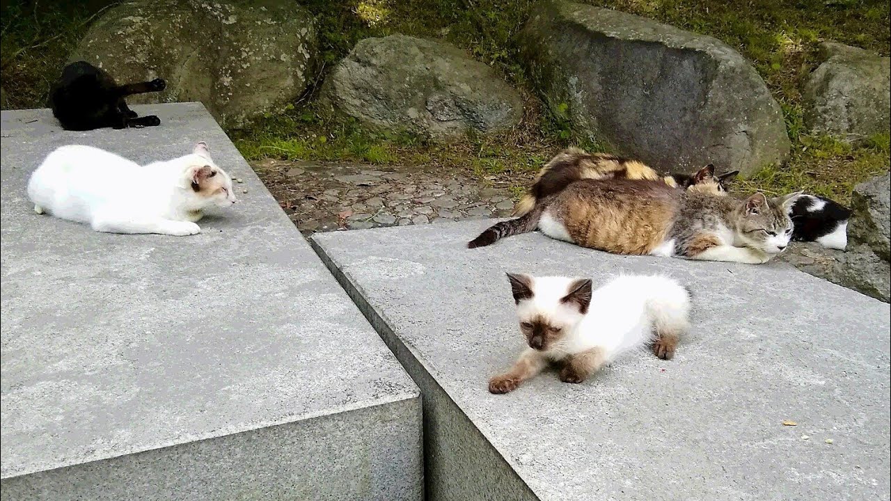 病気になる前のシャム子猫が父猫と母猫のそばで親族猫集会に参加した時