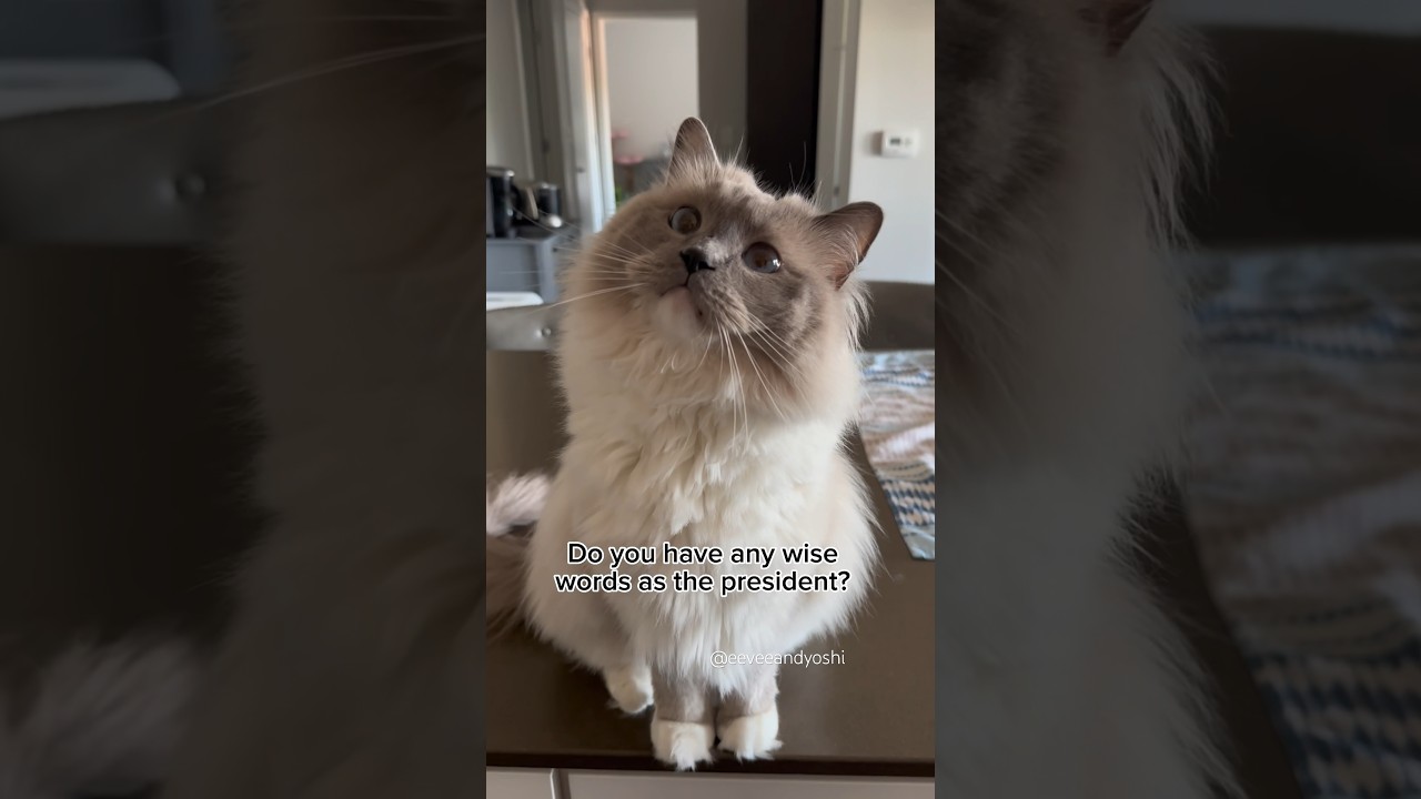 Good boys all around the world deserve more treatos 😸