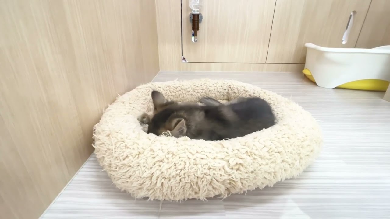 2023.06.22 ソマリちゃん♡お手入れ前とその後・・・・・♡