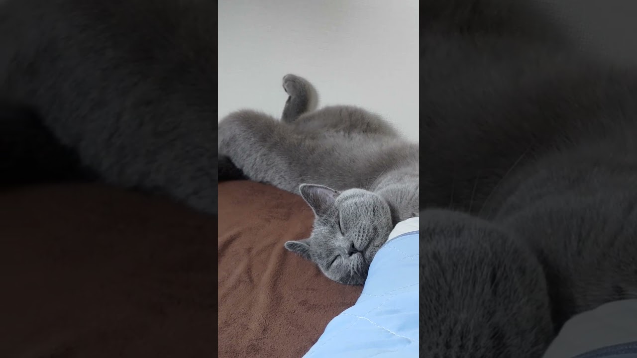 独特な寝相な猫のシャルトリュー（Chartreux, a cat with a unique sleeping position）