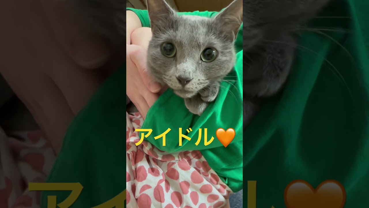 究極のアイドル🧡そらちゃん（ロシアンブルー）#shorts