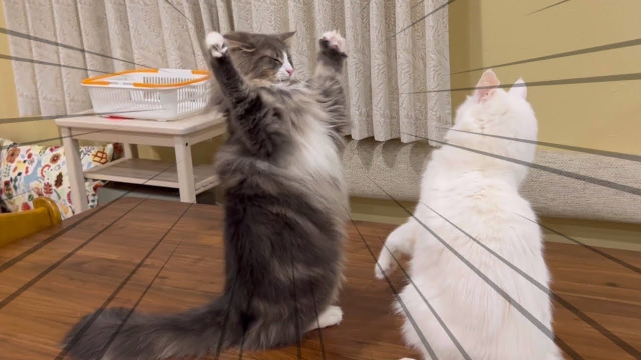 【かわいい❤️】必殺！両手パンチ特集！！！ノルウェージャンフォレストキャット