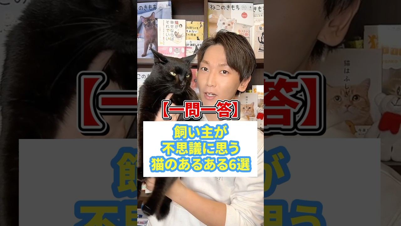 【一問一答】飼い主が不思議に思う猫のあるある６選