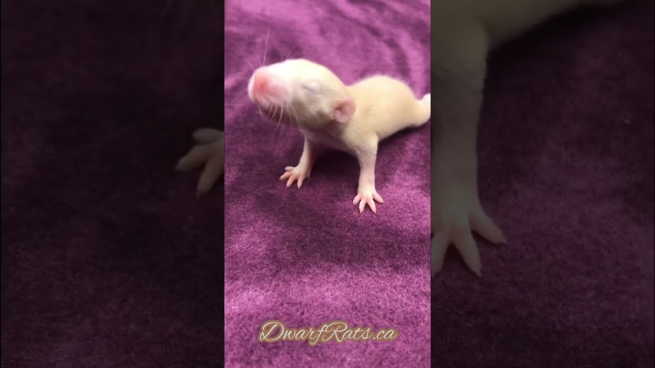 Manx Baby Rat 😍