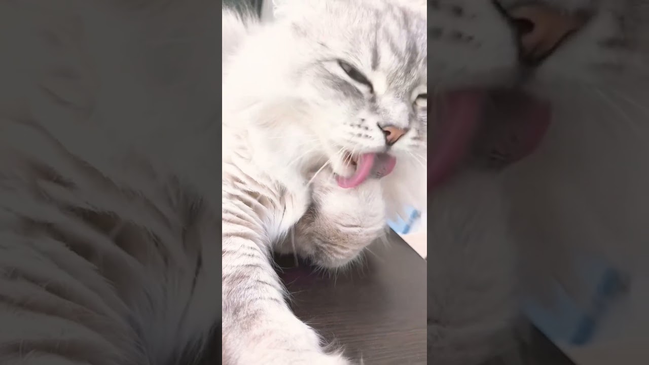ソフトクリーム食べてるのかもしれない… #サイベリアン #ねこ #猫 #ワーママ #ねこ動画 #cat #catlover #cute #kitten #siberian