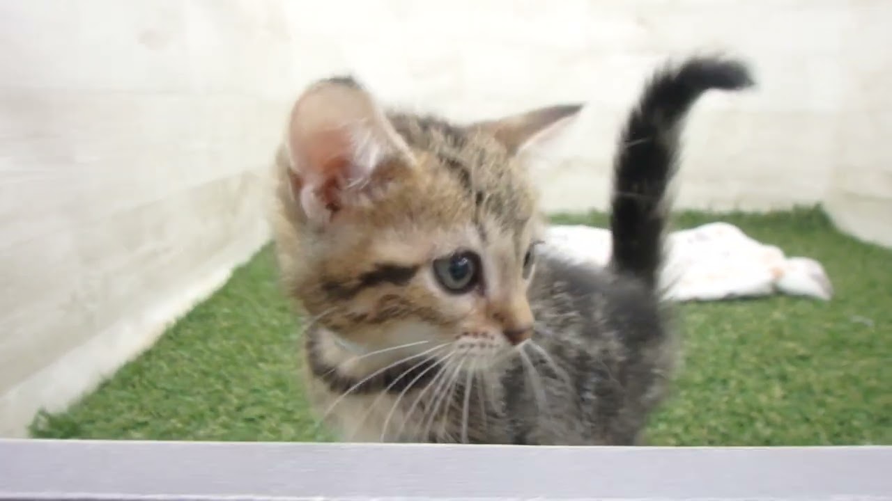 Coo&RIKU　No00638576 アメリカンショートヘアー