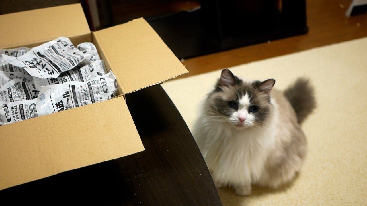 🧆毎日ミートボールを食べ続ける生活が2ヶ月目に突入しました。