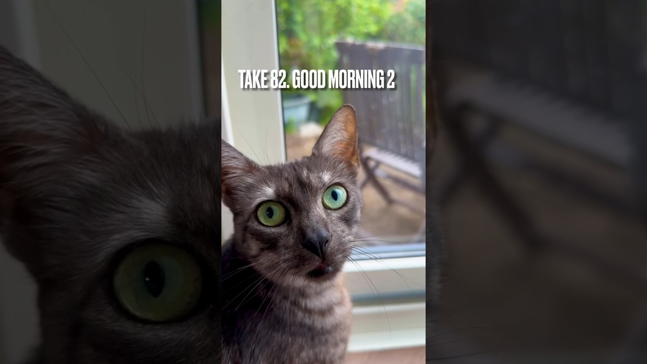 #おはよう にゃ #エジプシャンマウ #ニャルソック #スモークツリー #goodmorning #猫 #shorts