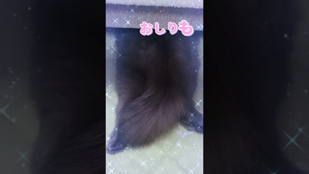 うっせぇわ😽💕【サイベリアン・キキのKIKICHANNEL】#shorts #サイベリアン #猫