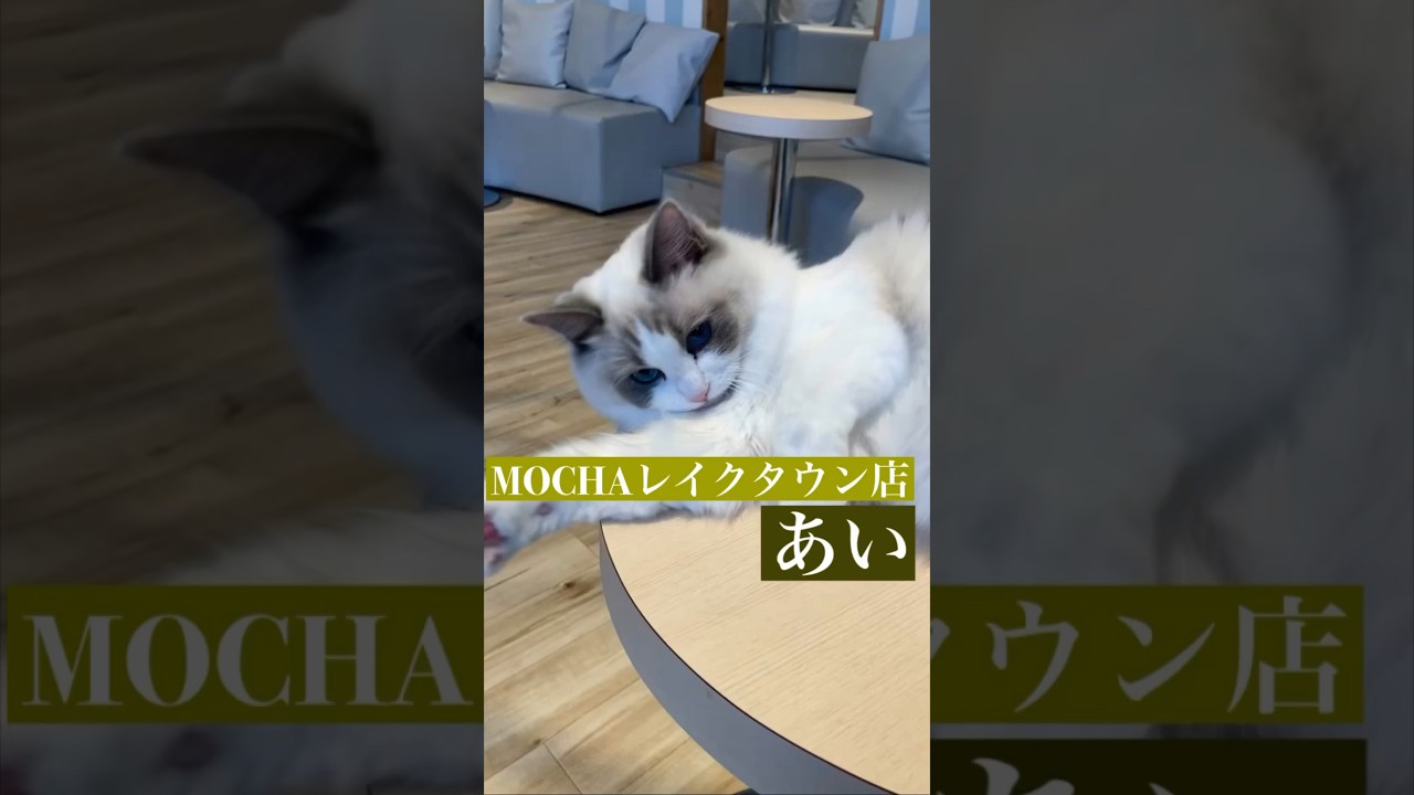あい　(ラグドール♀)　#猫カフェモカイオンレイクタウン店  2023/5/23撮影　#shorts　#cat