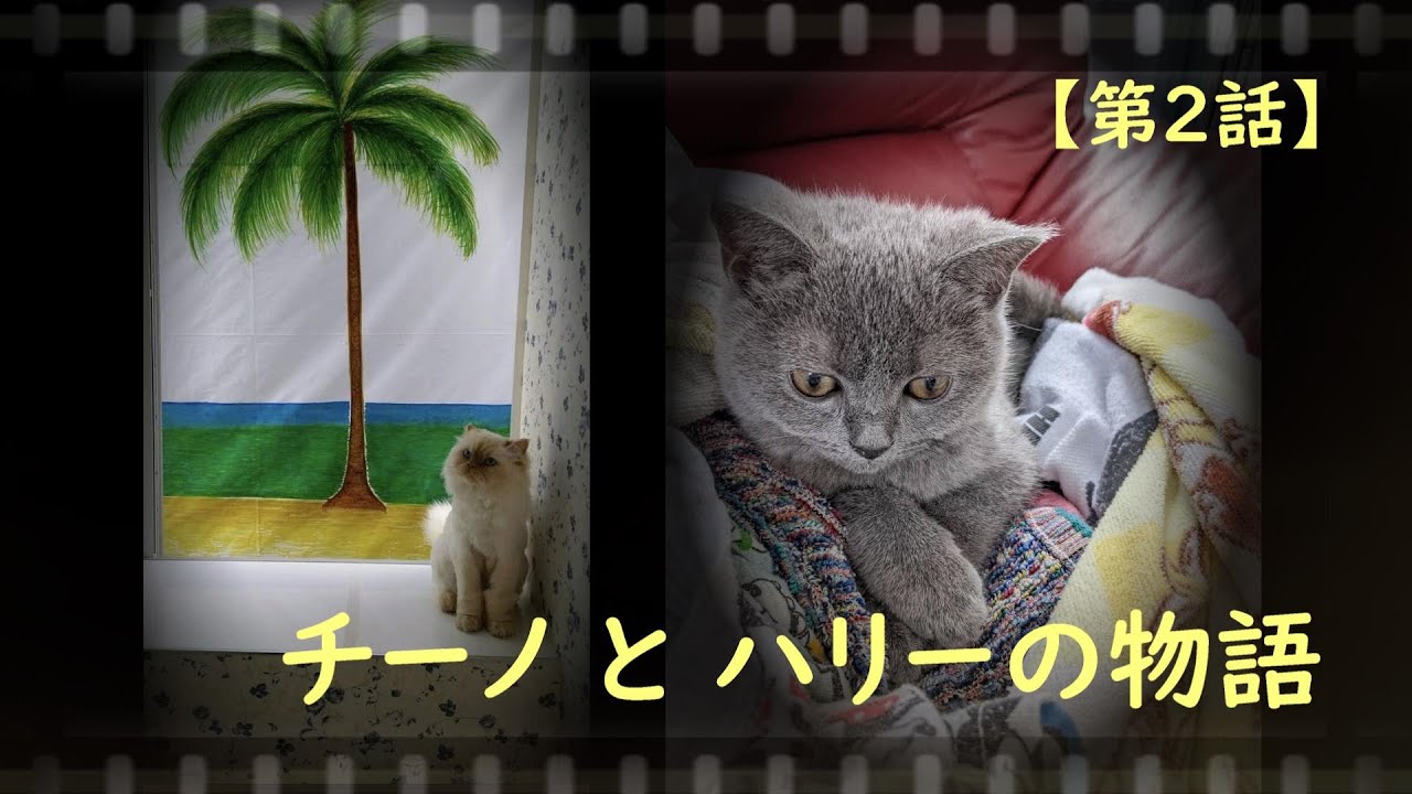 📖 🔴「チーノとハリーの物語」【第２話】🌼  #Cat 　(#ホワイトヒマラヤン　#ブリティッシュショートヘア　#ヒマラヤン)　　　#keiko