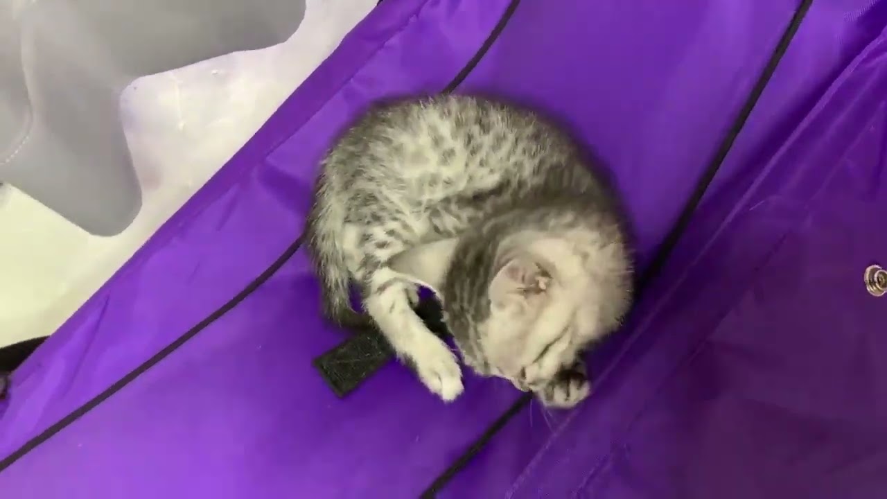 エジプシャンマウ ＣＦＡグランドチャンピオンを父親に持つ、シルバー（ダブルコート）の男の子❗️