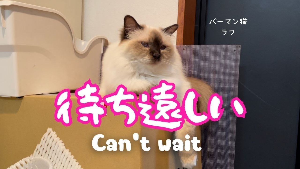 バーマン猫ラフ【待ち遠しい】Can’t wait （バーマン猫）Birman/Cat