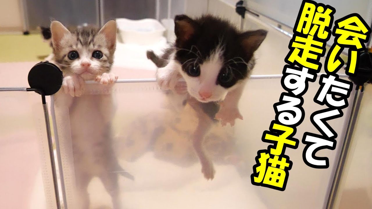 先輩猫に会いたくて脱走する子猫たち【赤ちゃん猫　保護猫】