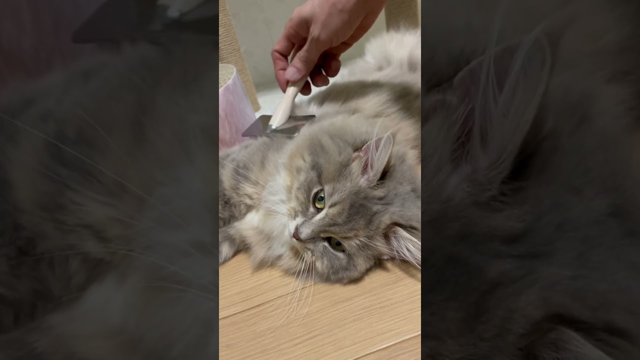 ブラッシング好きすぎる猫#サイベリアン #shorts