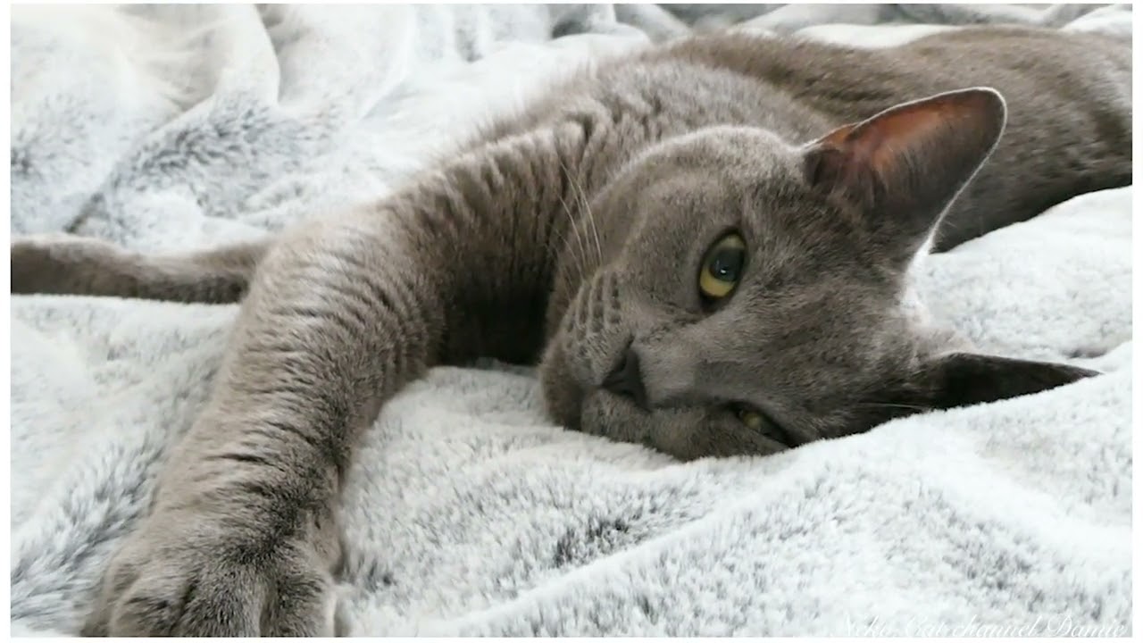 シャルトリューを眺める動画 - My cat is fluffy. 猫も認めるふわふわ猫 #シャルトリュー #bluecat