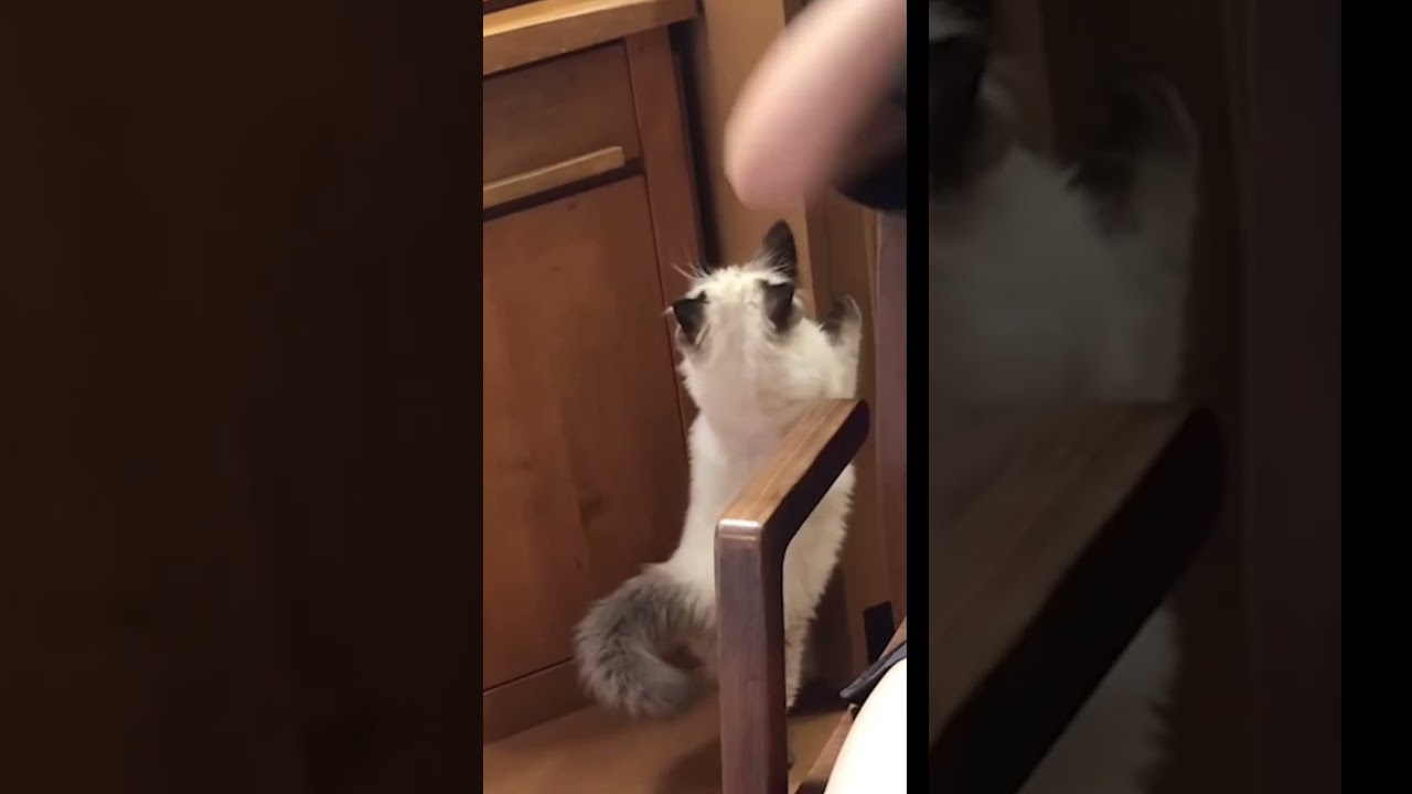 届かん💦登れん💦しょんぼり💦ヒマラヤンのジョルノ #ヒマラヤン #ねこのいる生活 #ねこ #猫