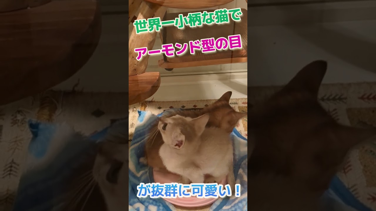 ［オキシトシン分泌！］「厳選」超癒し子猫⑤〈世界で一番小さな猫種シンガプーラ！大きな目の魅力が抜群で、甘えん坊〉【しずくん動画ショート】#癒し猫#シンガプーラ#shorts