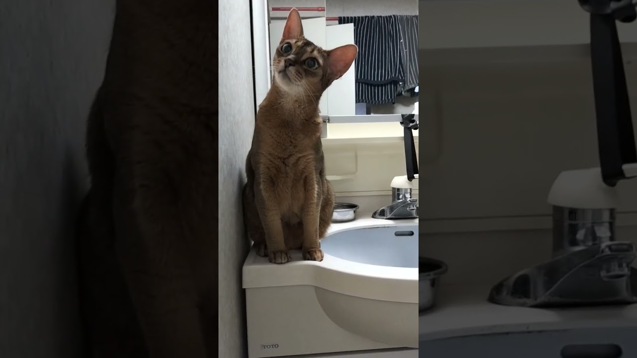 ネコ動画あび＃1662　#shorts　あびの毎日　アビシニアン　あび