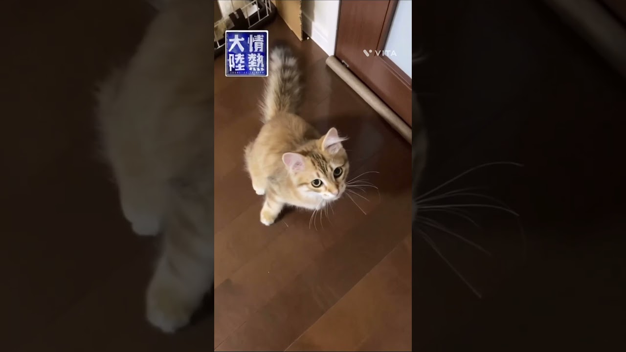 情熱大陸〜ライオンになりたかった男〜 #cat #gatto #siberian #サイベリアン #サイベリアン子猫 #ねこのいる生活 #ネコ好き #kitten #ねこ部 #生後7か月