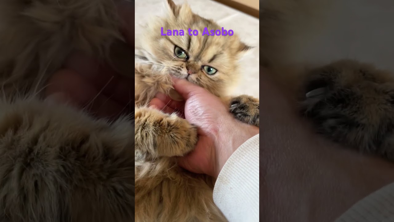 らなさんの甘噛み #ペルシャ子猫 #cat