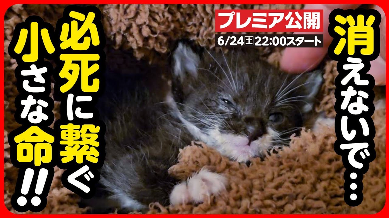 【子猫 保護】今にも消えそうな小さな命...必死に繋ぎます【前編】