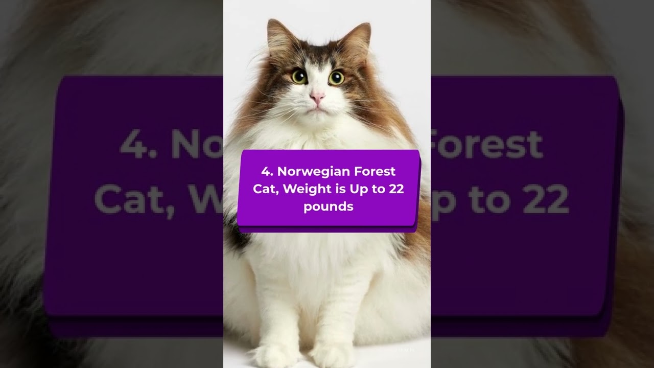 Top 10 Large Domestic Cat Breed #short