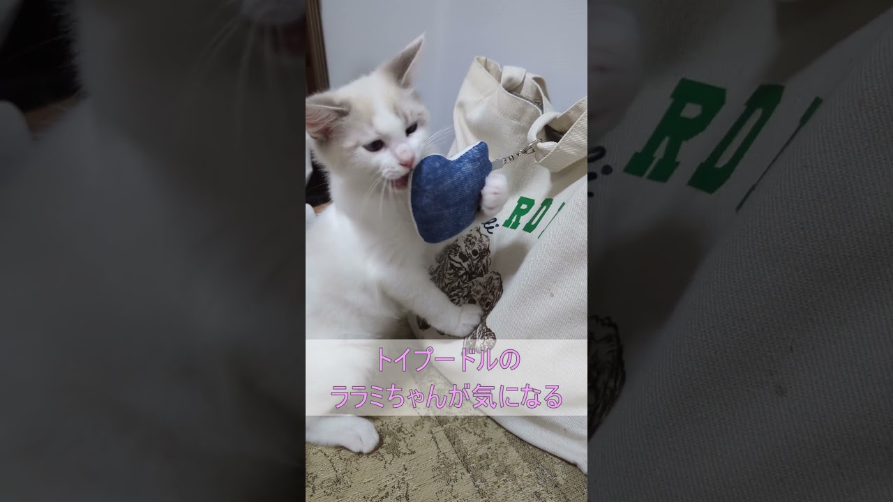 犬が気になる猫の赤ちゃん #ラグドール#ragdoll