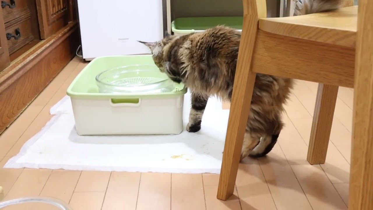 魅力的なコートメインクーン子猫のイドゥナちゃん