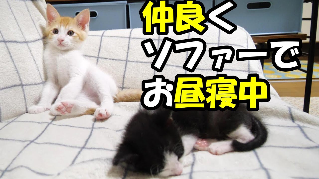 ふたりボッチの子猫が後輩子猫と仲良くソファーでお昼寝中【赤ちゃん猫　保護猫】